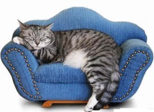 cat-on-sofa-300x218.jpg
